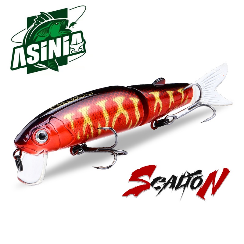 ASINIA AS-Jack-big SEA LION (Magallon 113)